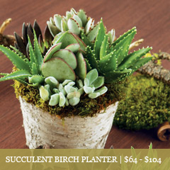 Succulent Birch Planter Arrangement