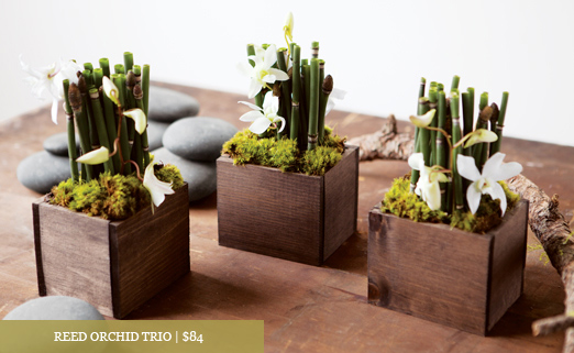 Reed Orchid Trio