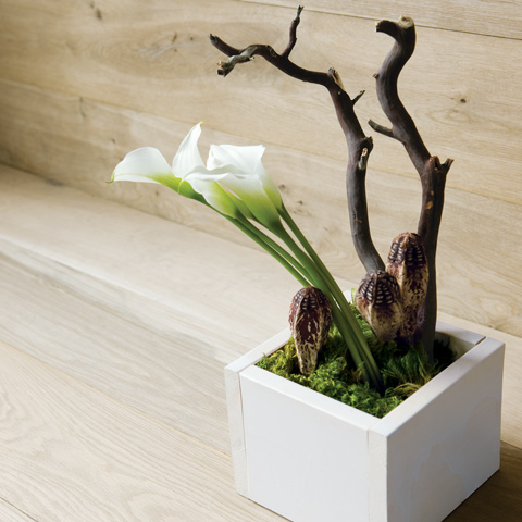 White Calla Lait