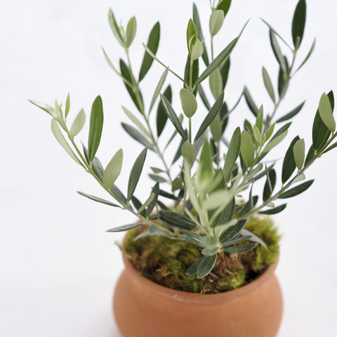Mediterranean Olive Tree