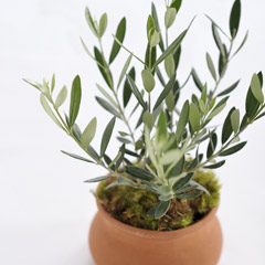 Mediterranean Olive Tree