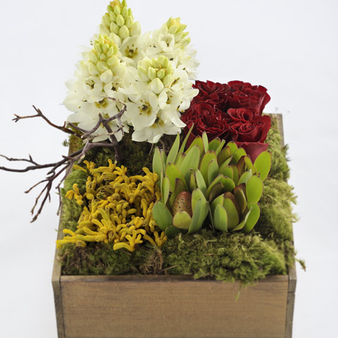 Botanical Scapes