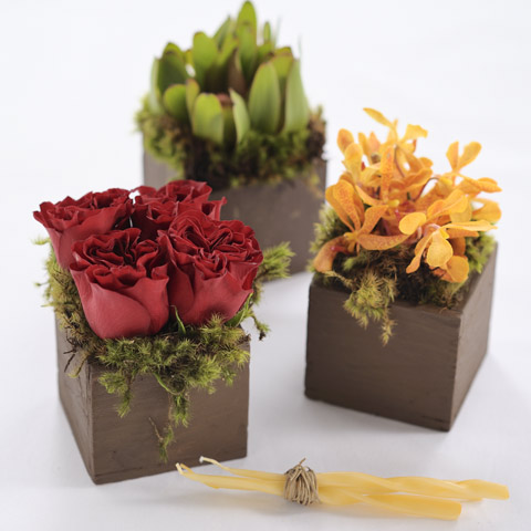 Cocoa's Birthday Blooms Trio