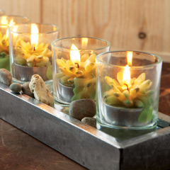 Succulent Candle Garden