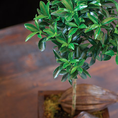 Euonymus Tree
