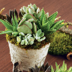 Succulent Birch Planter