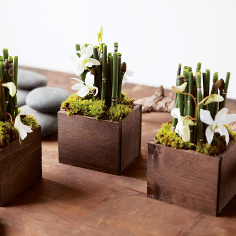 Reed Orchid Trio
