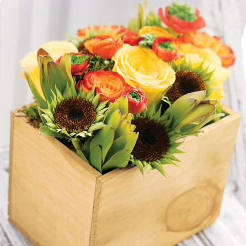 Botanica Couleurs